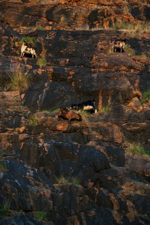 Goats on a rocky hillside near Bells Falls